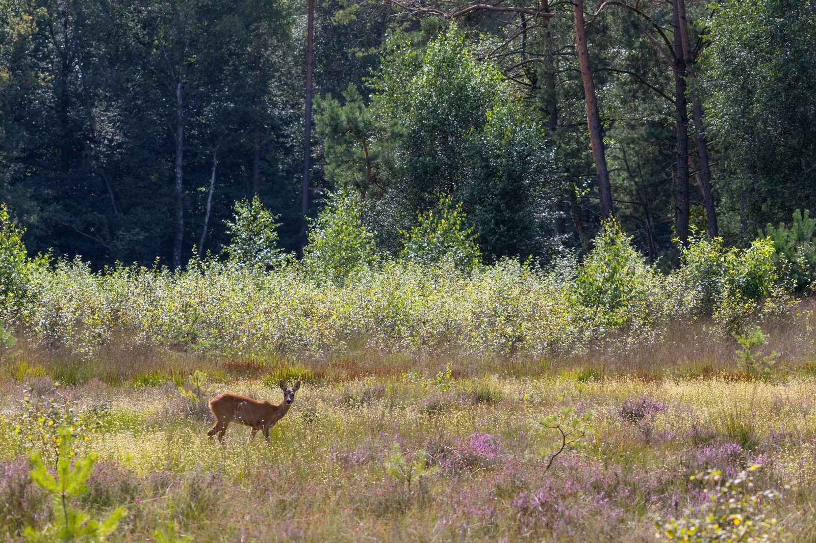 Een ree in een bloeiend heideveld op de Veluwe